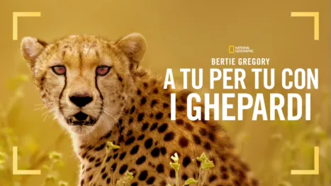 thumbnail - Bertie Gregory: A tu per tu con i Ghepardi