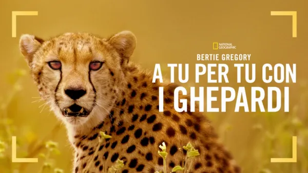 thumbnail - Bertie Gregory: A tu per tu con i Ghepardi