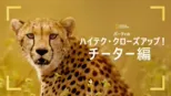 thumbnail - バーティのハイテク・クローズアップ！チーター編