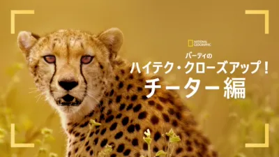 thumbnail - バーティのハイテク・クローズアップ！チーター編