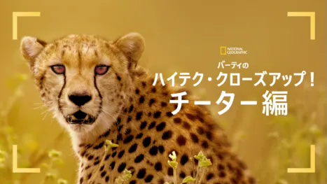 thumbnail - バーティのハイテク・クローズアップ！チーター編