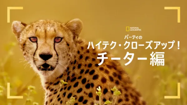 thumbnail - バーティのハイテク・クローズアップ！チーター編