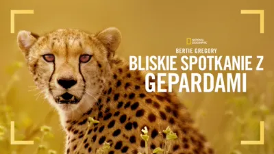thumbnail - Bertie Gregory: bliskie spotkanie z gepardami