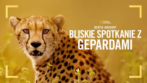 thumbnail - Bertie Gregory: bliskie spotkanie z gepardami