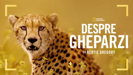 thumbnail - Despre gheparzi cu Bertie Gregory