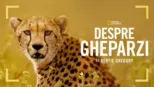 thumbnail - Despre gheparzi cu Bertie Gregory