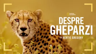 thumbnail - Despre gheparzi cu Bertie Gregory