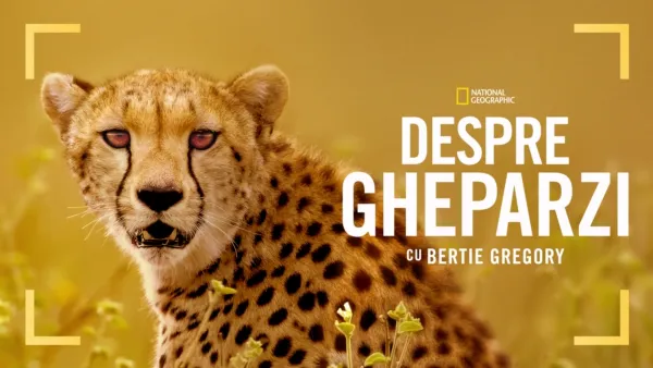 thumbnail - Despre gheparzi cu Bertie Gregory