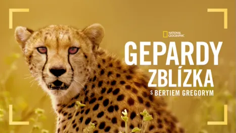 thumbnail - Gepardy zblízka s Bertiem Gregorym