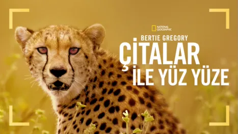 thumbnail - Bertie Gregory Çitalar ile Yüz Yüze
