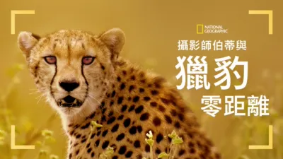 thumbnail - 攝影師伯蒂與獵豹零距離