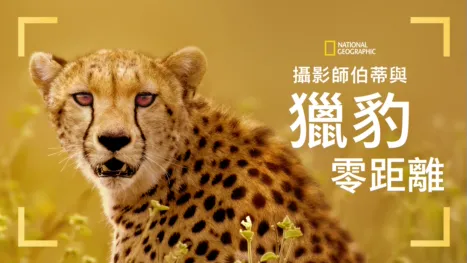 thumbnail - 攝影師伯蒂與獵豹零距離