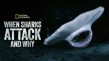 thumbnail - When Sharks Attack... And Why
