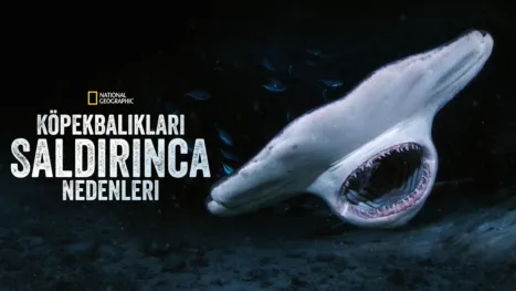 thumbnail - Köpekbalıkları Saldırınca: Neden