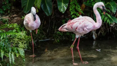 thumbnail - S2:E6 Flocks of Love