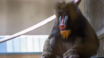 thumbnail - S2:E4 Okapi Bundle of Joy