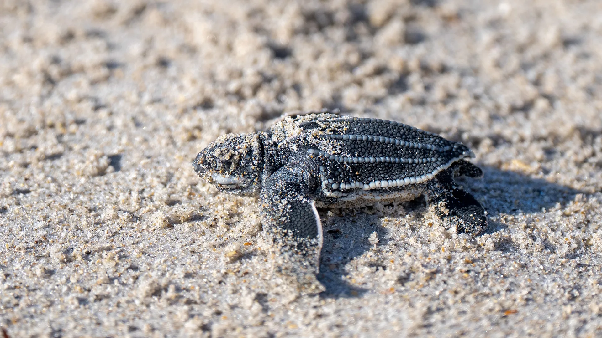 thumbnail - S2:E2 Sea You Later, Turtles!