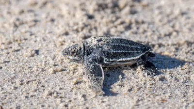 thumbnail - S2:E2 Sea You Later, Turtles!