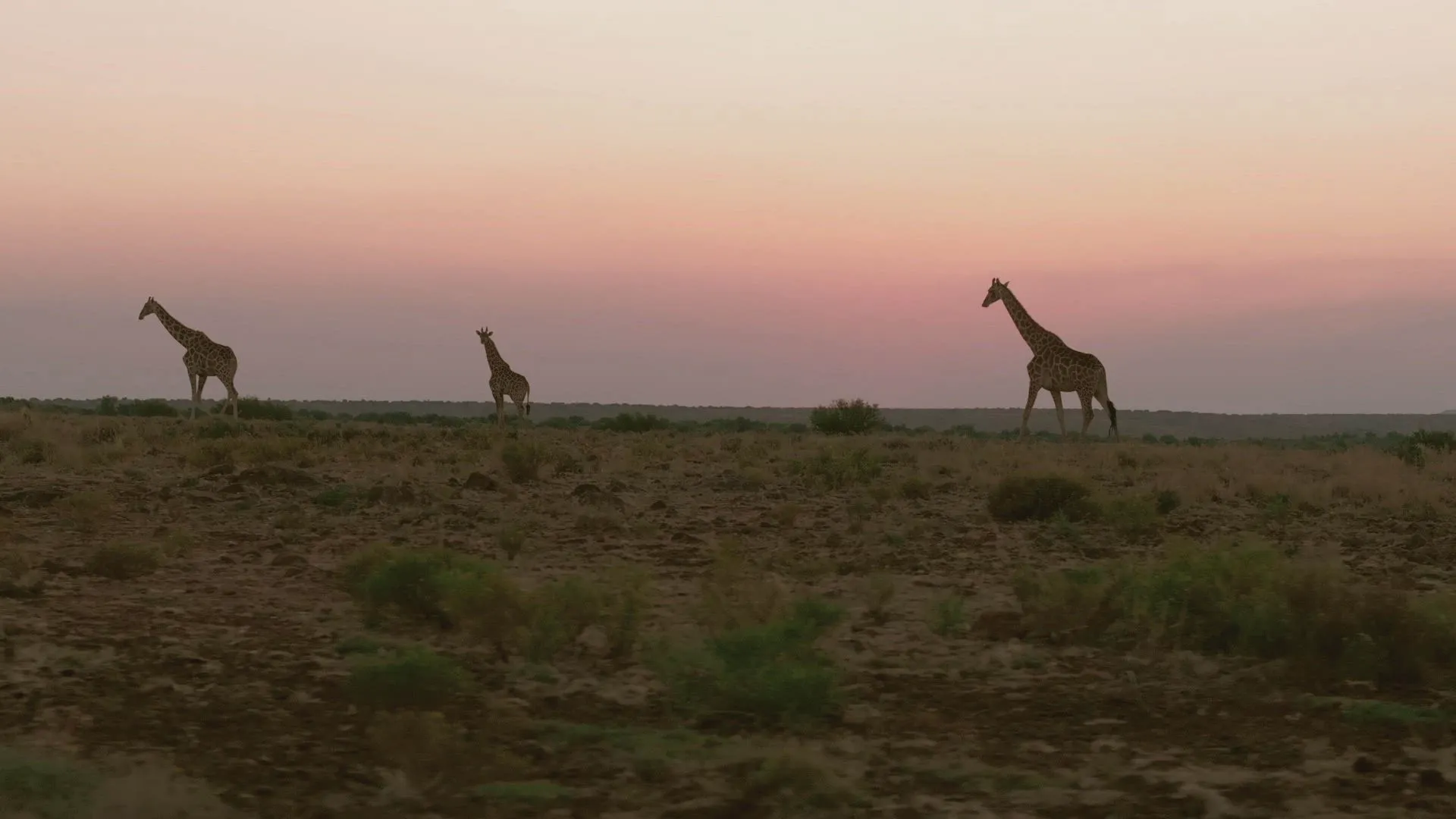 thumbnail - S12:E8 Weak Spot