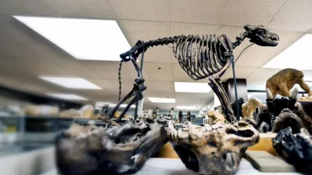 Discovered By Disaster