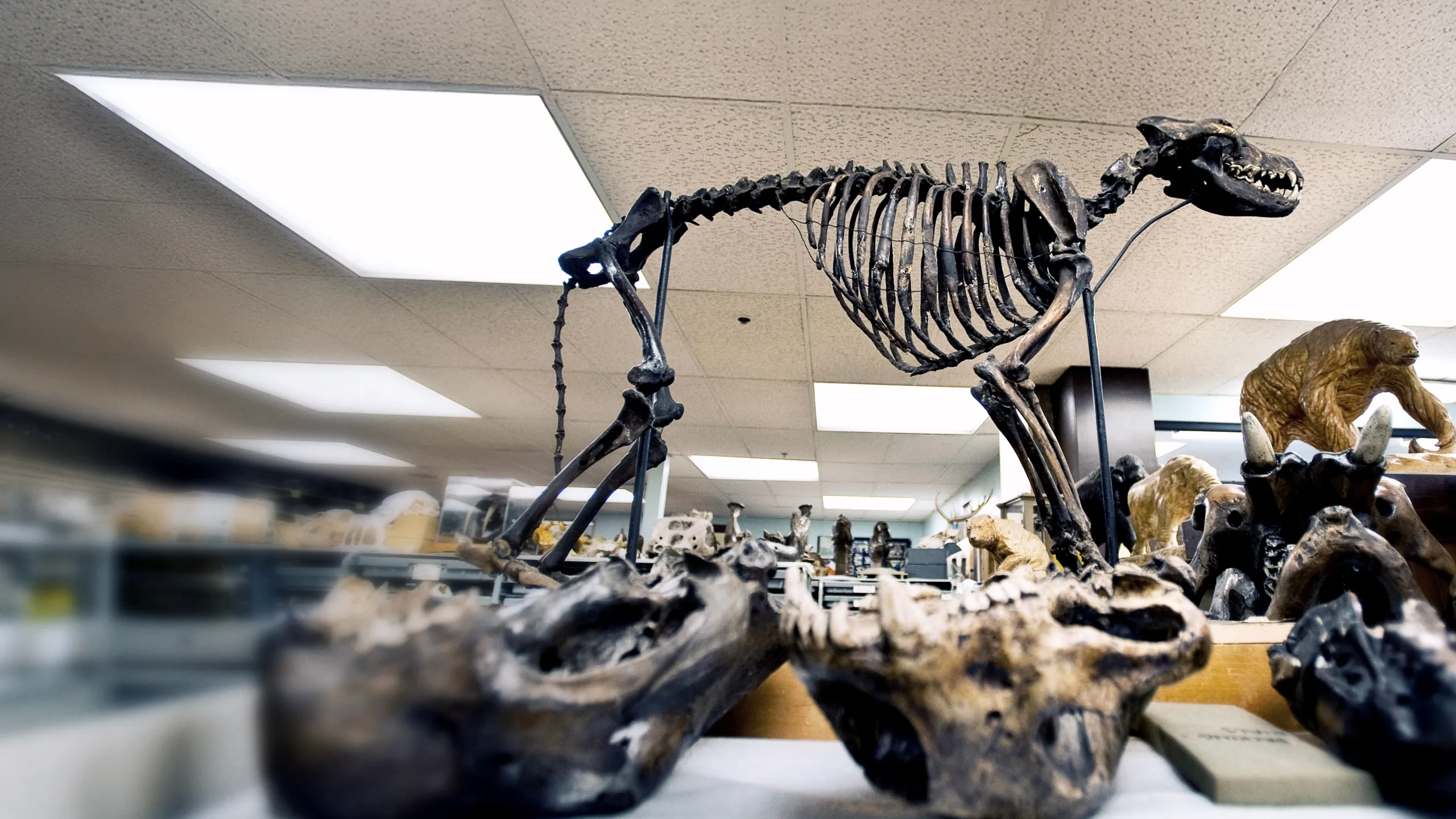 Discovered By Disaster