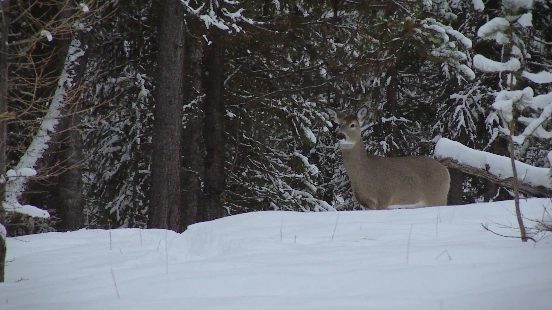 thumbnail - S14:E13 Tom Oar's Secrets From the Wild