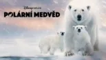 thumbnail - Polární medvěd