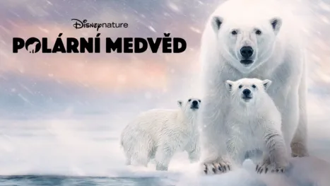 thumbnail - Polární medvěd