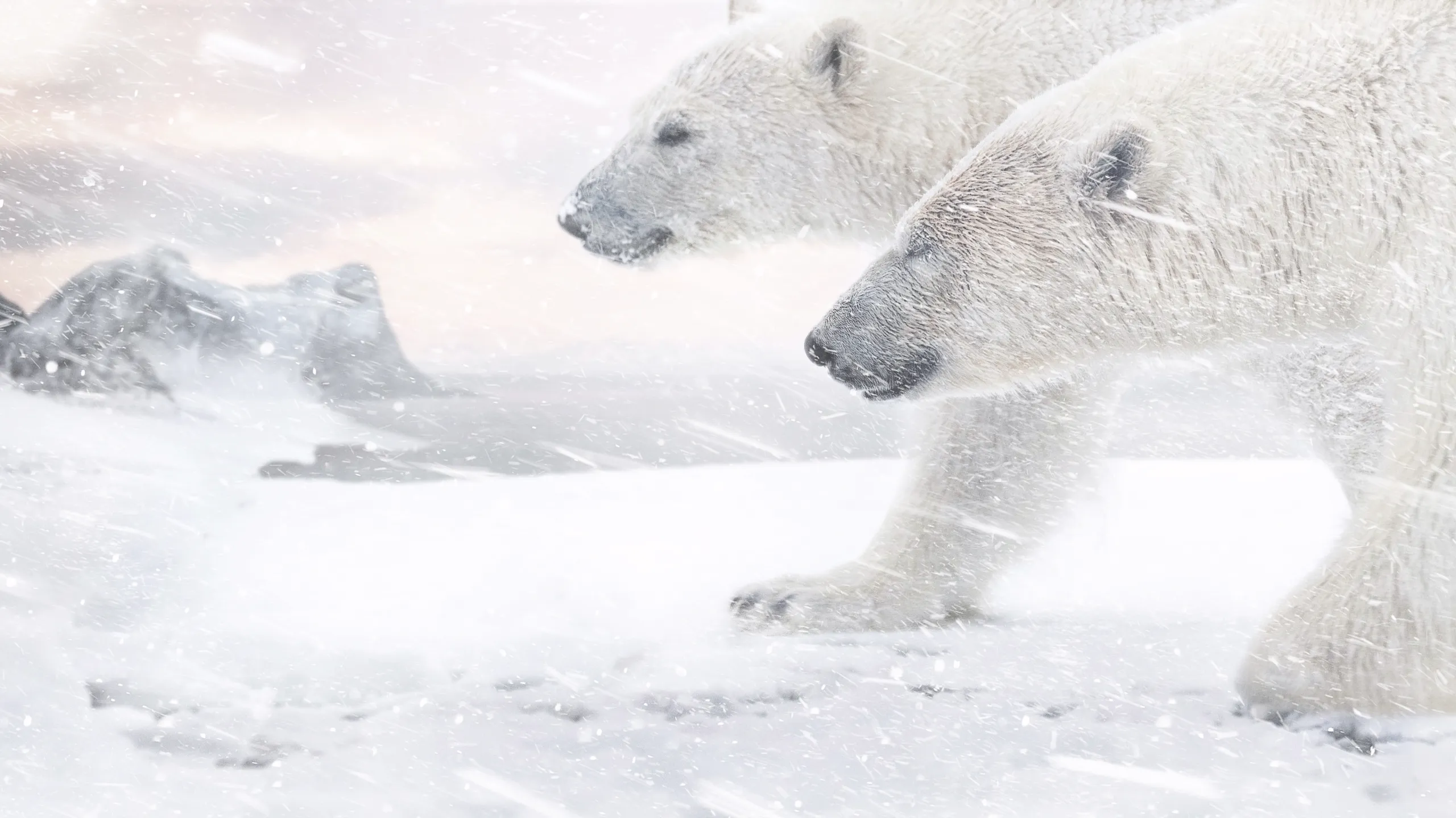 Polar Bear