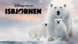 thumbnail - Isbjørnen