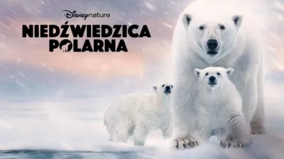thumbnail - Niedźwiedzica polarna