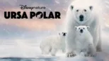 thumbnail - Ursa Polar