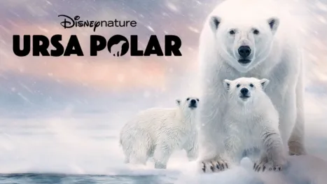 thumbnail - Ursa Polar