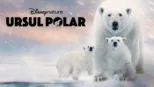 thumbnail - Ursul Polar