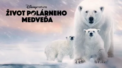 Život polárneho medveďa