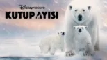thumbnail - Kutup Ayısı