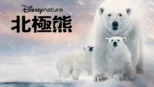 thumbnail - 北極熊