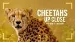 thumbnail - Cheetahs Up Close with Bertie Gregory
