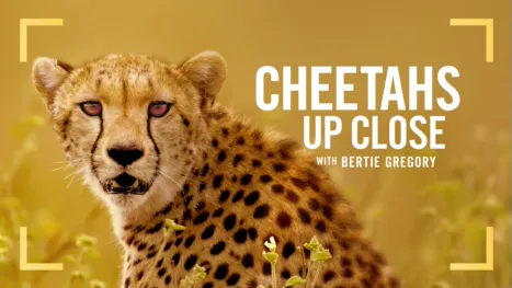 thumbnail - Cheetahs Up Close with Bertie Gregory