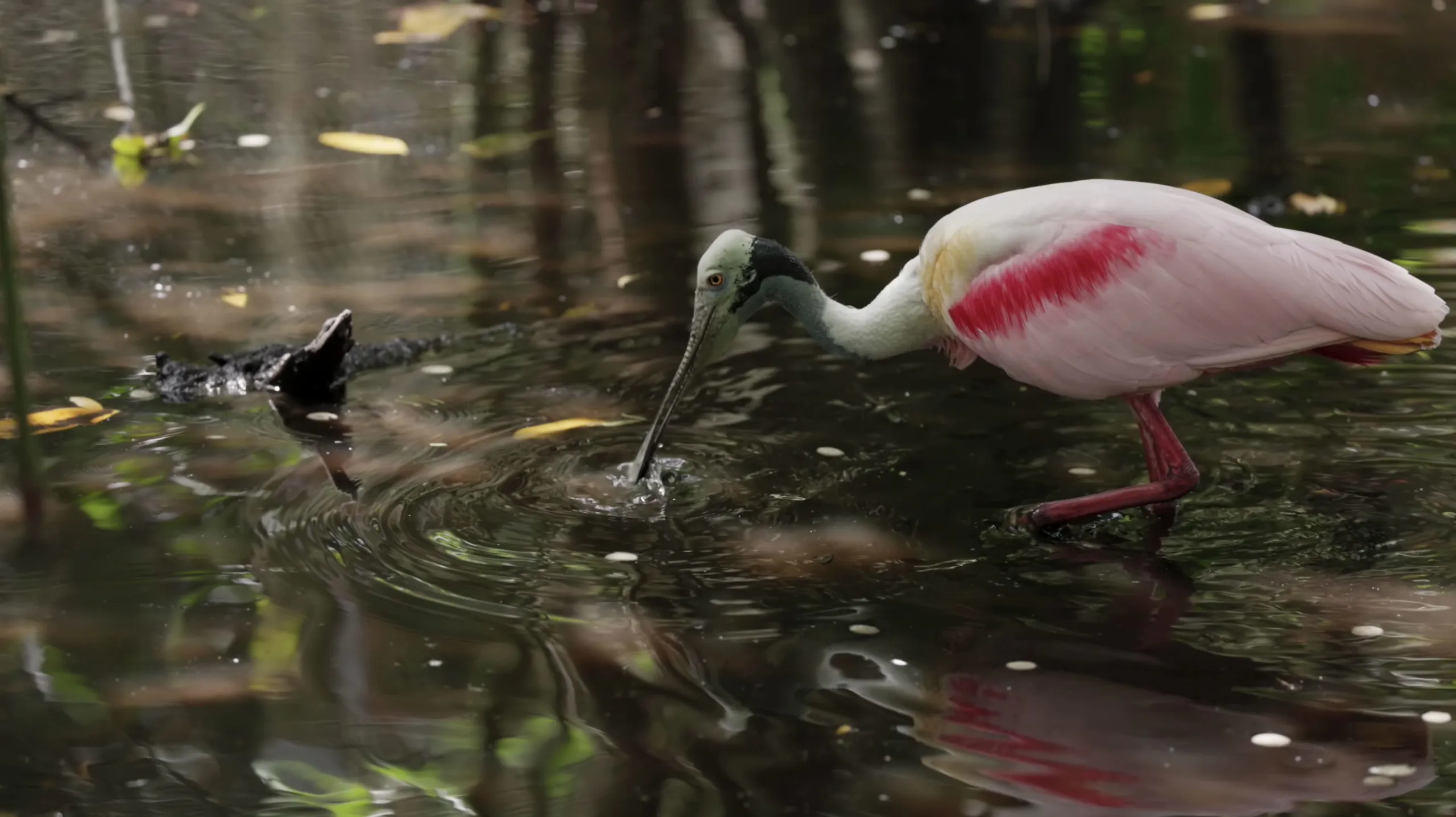 thumbnail - S1:E5 Swamps