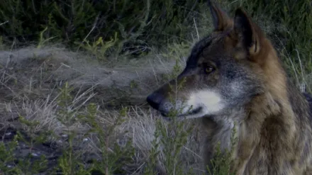 Iberia: A Land of Passions