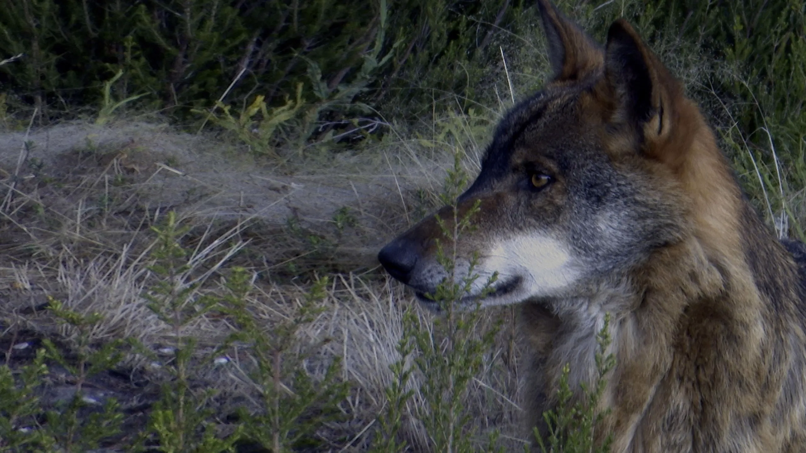 Iberia: A Land of Passions