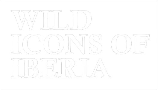 Wild Icons of Iberia