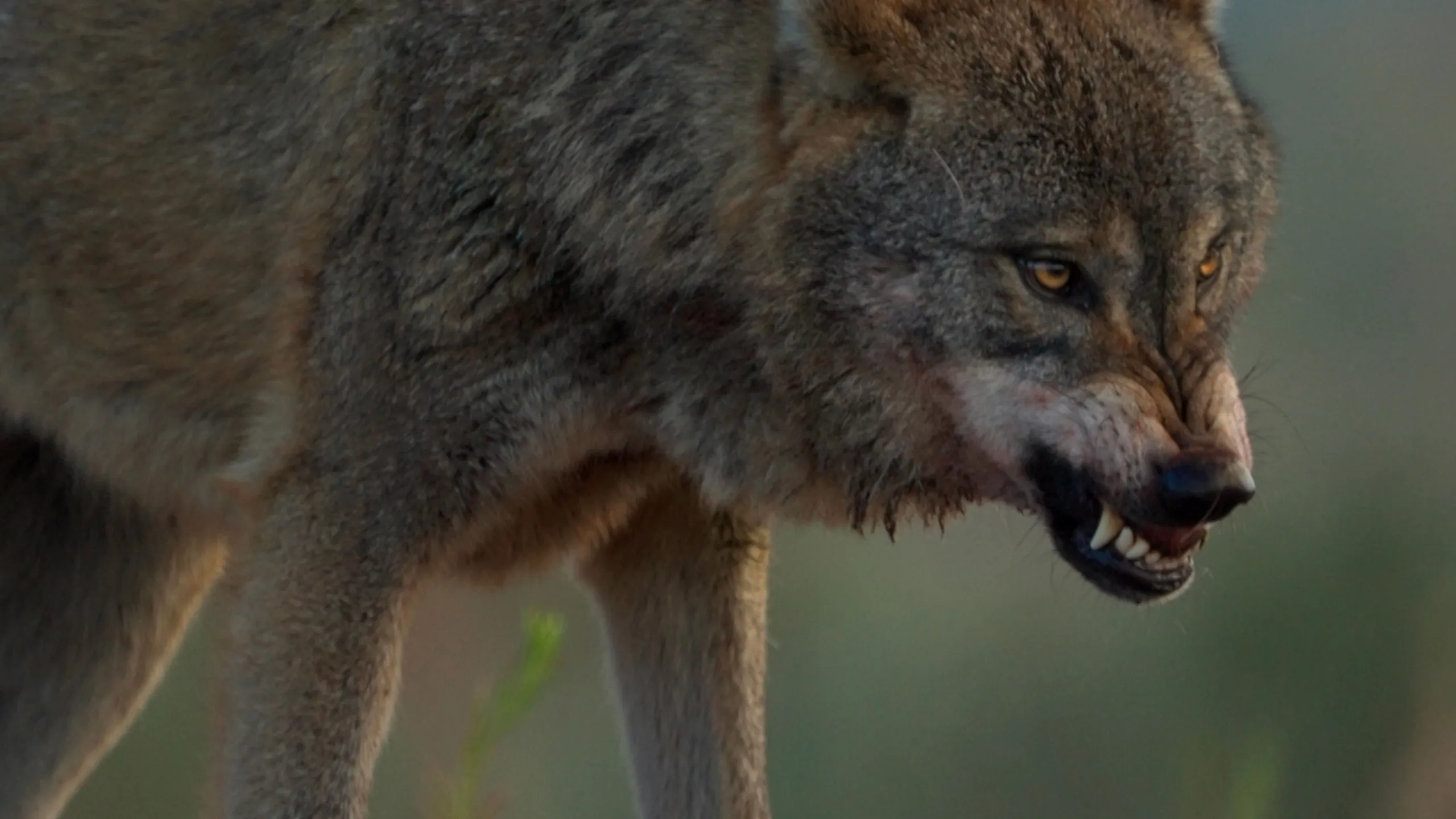 Wild Icons of Iberia