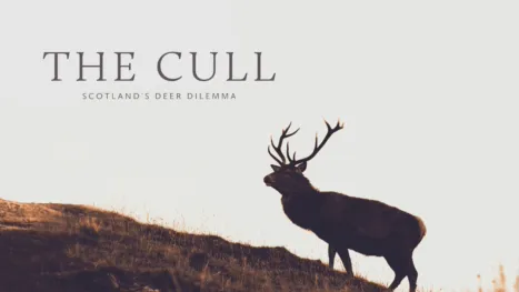 thumbnail - The Cull: Scotland's Deer Dilemma