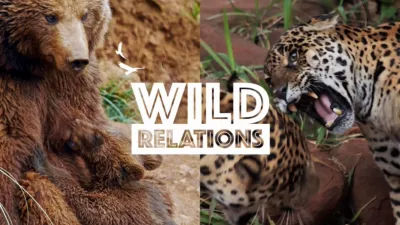 Wild Relations