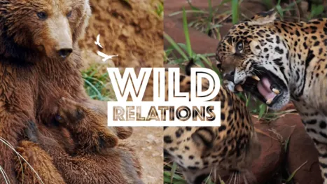 thumbnail - Wild Relations