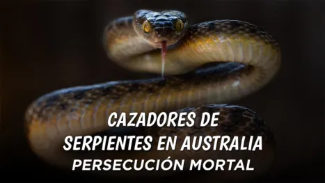 thumbnail - Cazadores de serpientes en Australia: Persecución mortal