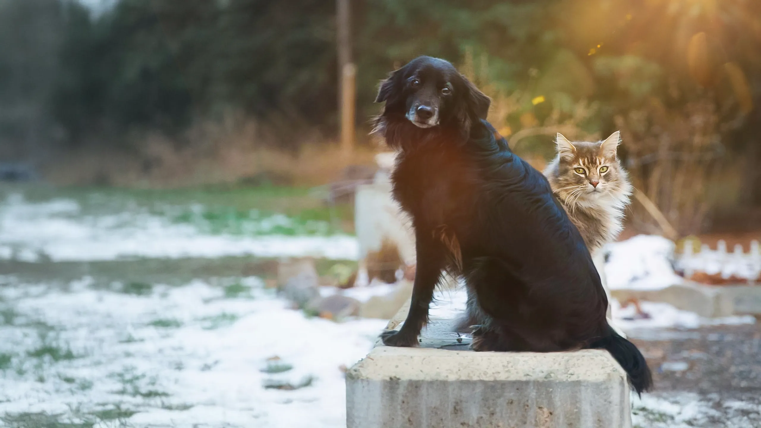 Incredible Northern Vets