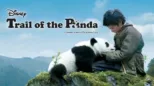 thumbnail - Trail of the Panda